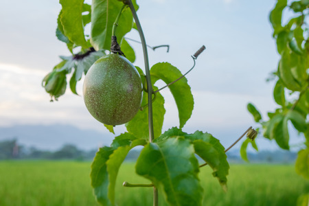 green passion fruit tree plantの写真素材
