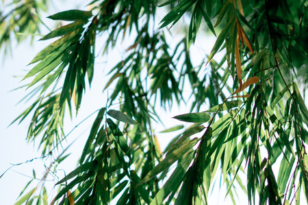 bamboo leaf on blue skyの写真素材