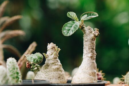 Dorstenia Cactus a succulent plant ,Look like coconut tree.の写真素材