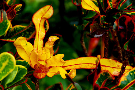 A very bright yellow garden plant croton (Codiaeum variegatum) with red rims on a rainy day in a...