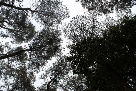 Pine trees in the forest in the clod dayの写真素材
