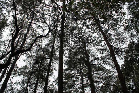 Pine trees in the forest in the clod dayの写真素材