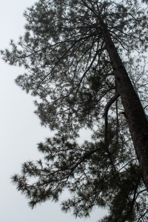 Pine trees in the forest in the clod dayの写真素材