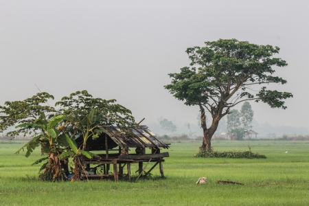 Green Rice Farm in phan  District Chiangrai, Thailandの写真素材