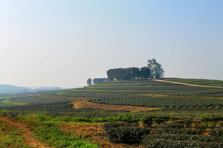 Big Green Tea farm in Chiangrai Provinceの写真素材
