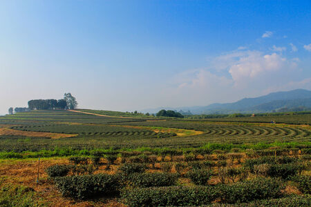 Big Green Tea farm in Chiangrai Provinceの写真素材