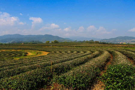 Big Green Tea farm in Chiangrai Provinceの写真素材