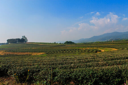 Big Green Tea farm in Chiangrai Provinceの写真素材