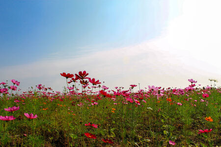 Beautiful flowers blooming in the garden on sunlightの写真素材