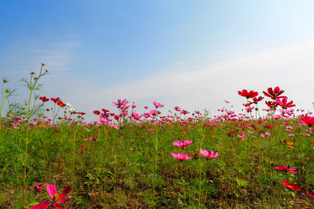 Beautiful flowers blooming in the garden on sunlightの写真素材