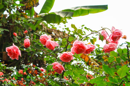 Beautiful flowers blooming in the garden on sunlightの写真素材