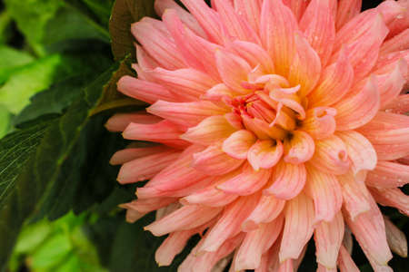 Beautiful flowers blooming in the garden on sunlightの写真素材