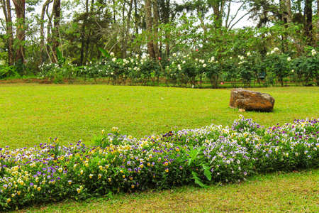 Beautiful flowers blooming in the garden on sunlightの写真素材