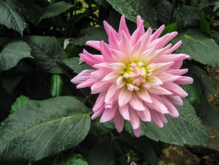 Beautiful flowers blooming in the garden on sunlightの写真素材