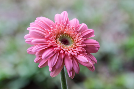 Beautiful flowers blooming in the garden on sunlightの写真素材