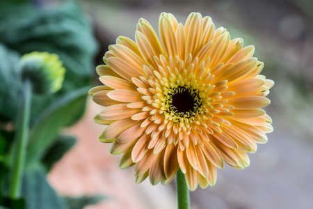 Beautiful flowers blooming in the garden on sunlightの写真素材