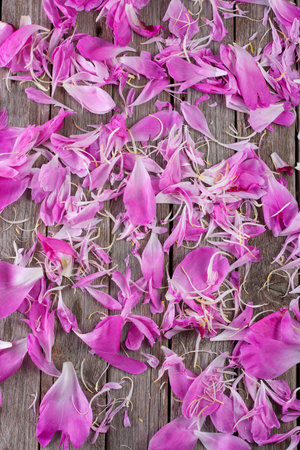 Scattered petals of flowers on an old wooden background.の写真素材