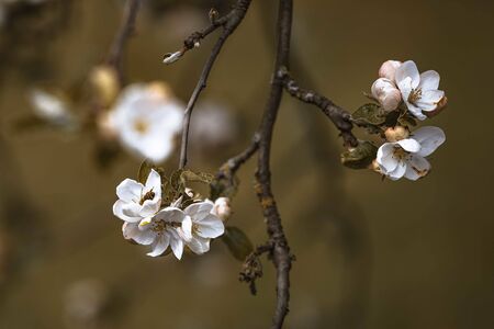 White cherry blossoms on a blurred background of city park.の写真素材