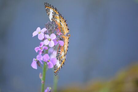 Butterfly 3の写真素材