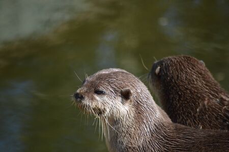 British Ottersの写真素材