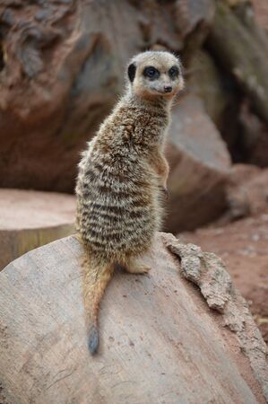 Meerkatの写真素材
