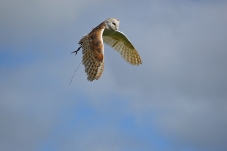 Barn Owl In Flight 1の写真素材