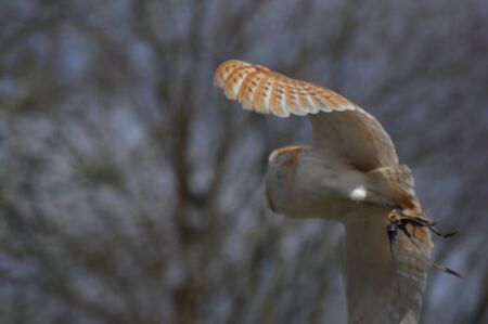 Barn Owl in Flight 3の写真素材