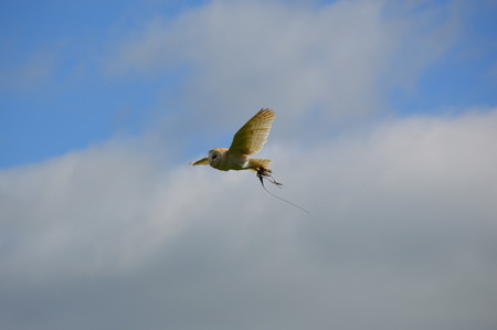 Barn Owl in Flight 4の写真素材