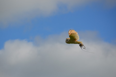 Barn Owl in Flight 5の写真素材