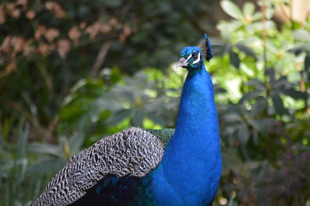 Peacock 1の写真素材