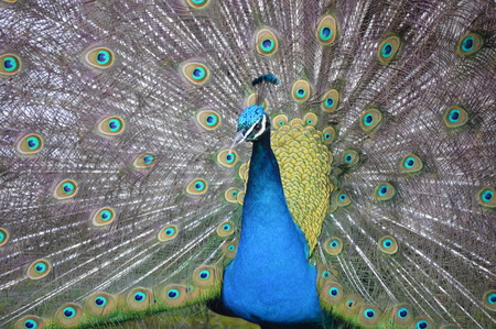 Peacock 6の写真素材