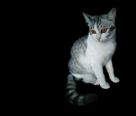 Kitty  cat cute on black background