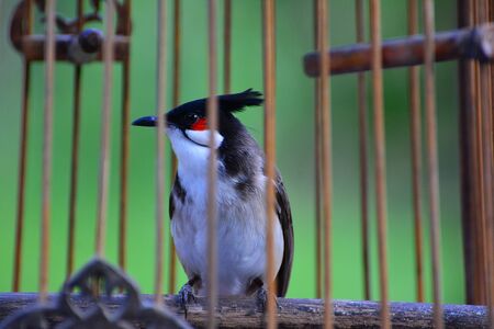 Red-whiskered bulbul in the birdcageの写真素材