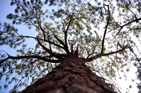 Perspective of different pine trees. And pine trees with branches spreadの写真素材