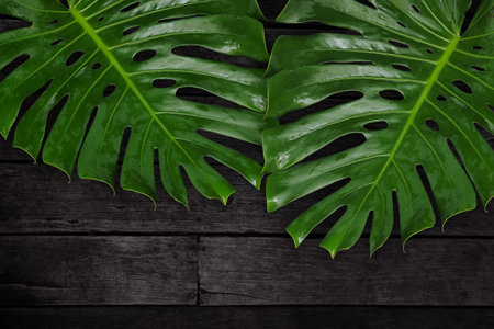 Green leaf Monstera on black wood table, Tropical plant, Copy space.