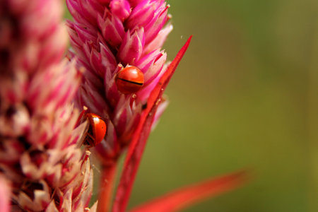 Ladybug and cockscomb flower   