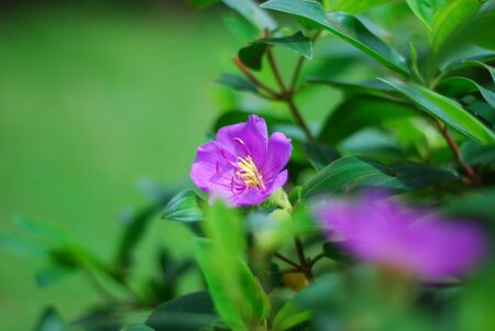 Tropical violets flowersの写真素材