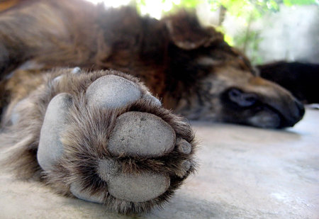 sleep dog, do not disturb