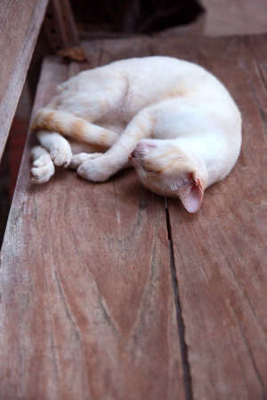 Sleep catの写真素材