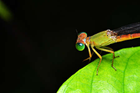 insectの写真素材