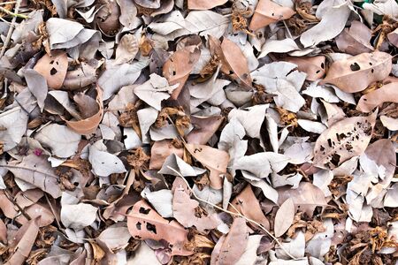 Abstract Background Texture of Fallen Leaves on a Jungle Floorの写真素材