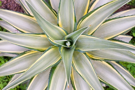 The pattern of leaves with prickの写真素材