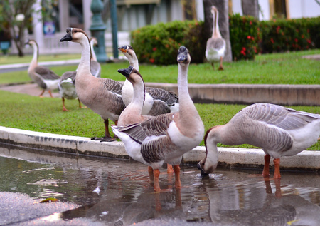 goose in parkの写真素材