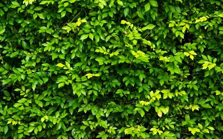 hedgerow green backgroundの写真素材