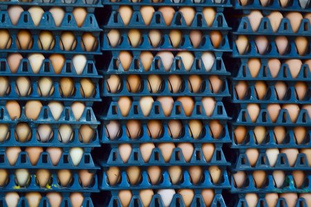 Egg farms in the panel - stacked.の写真素材