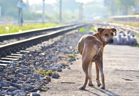 A dog in railway stationの写真素材