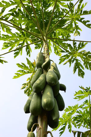 Green papayasの写真素材