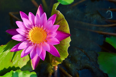 Beautiful lotus の写真素材