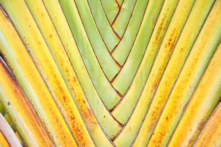 Ravenala madagascariensisの写真素材