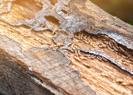 Close up termites or white antsの写真素材